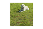Poteau d'attache pour chien ProPlus 361857 avec câble en acier de 4,5 m